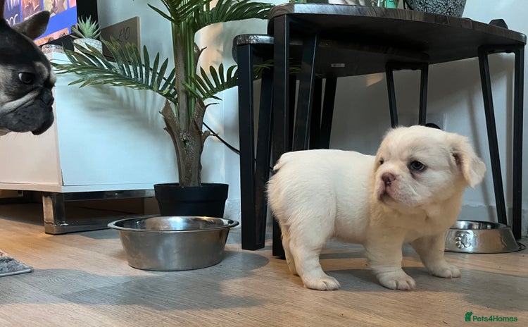 French Bulldog dogs - Advert 3