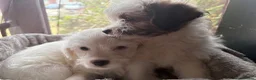 Mixed Breed dogs for sale: Cockapoo x  in Snodland - Advert 9