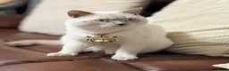 Ragdoll cats for sale: 3 Beautiful Kittens 😺 Ready to go  - Advert 2
