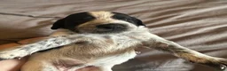 Sprocker dogs for sale: Beautiful sprockers for sale  - Advert 14