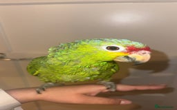 Parrots birds for sale: Beautiful red lored Amazon - Image 2