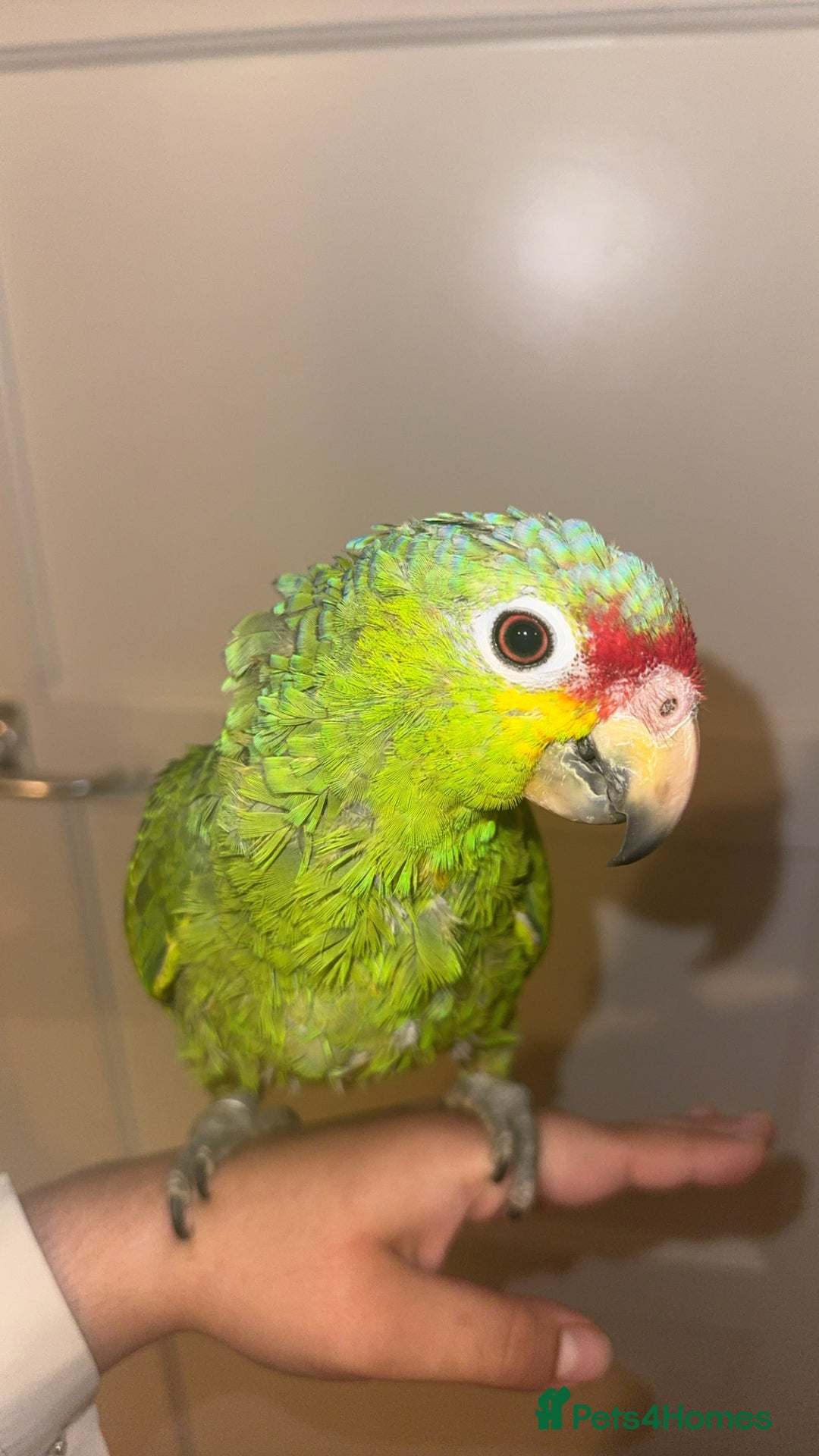 Parrots birds for sale: Beautiful red lored Amazon - Image 2