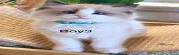 Ragdoll cats for sale: Stunning  European bloodline Ragdoll kittens  - Advert 30