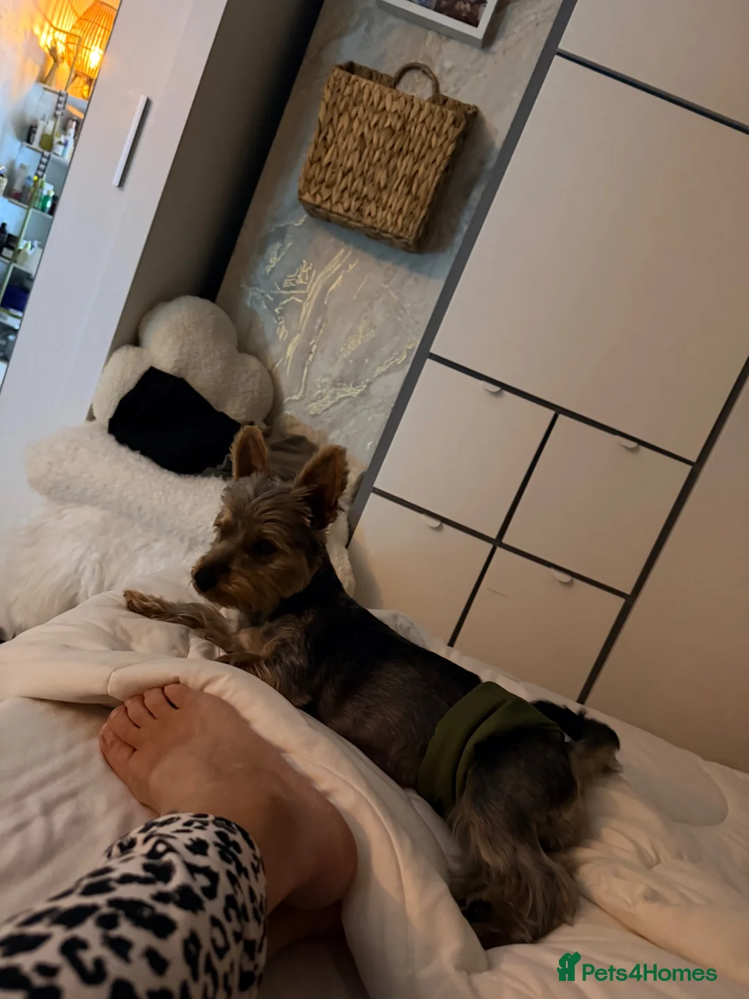 Yorkshire Terrier dogs for sale: Oliver  - Advert 2