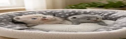 Scottish Fold cats for sale: Adorable scottish fold kittens 🐱  - Advert 1