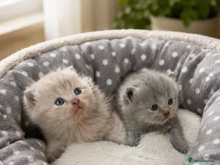 Scottish Fold cats Adorable scottish fold kittens 🐱 - Advert 1