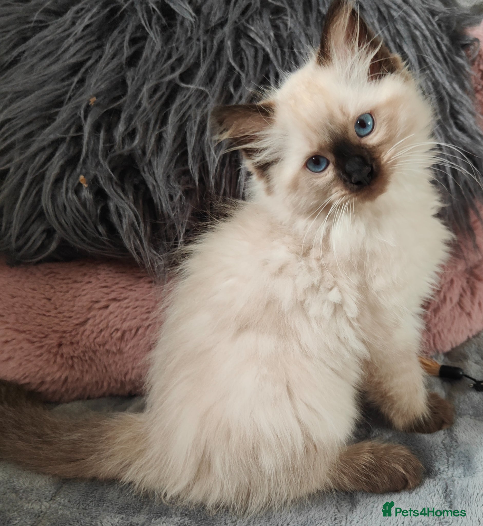 Ragdoll cats for sale: Ragdoll kittens  - Advert 3