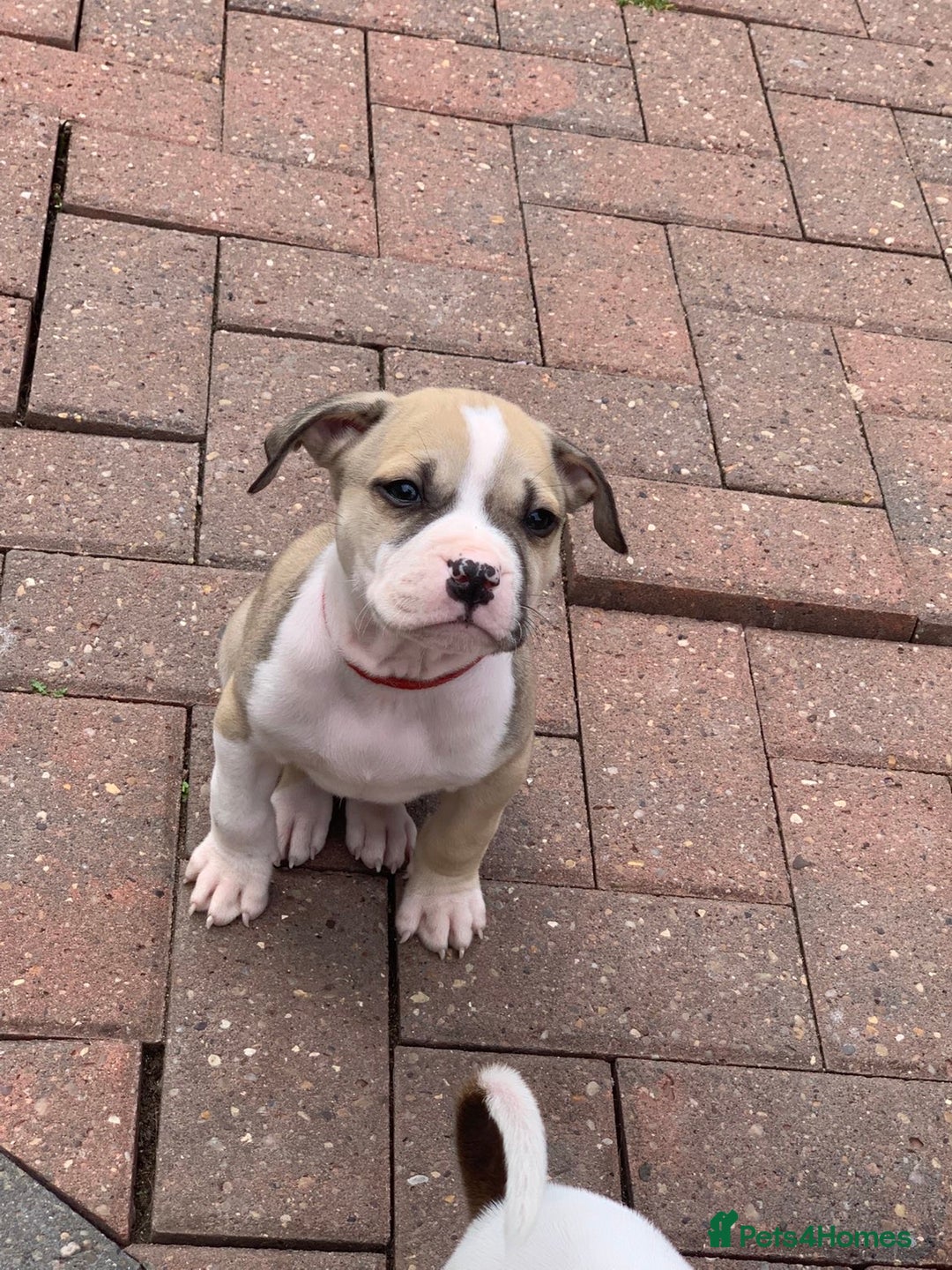 American Bulldog dogs for sale: American bull dogs  - Image 2