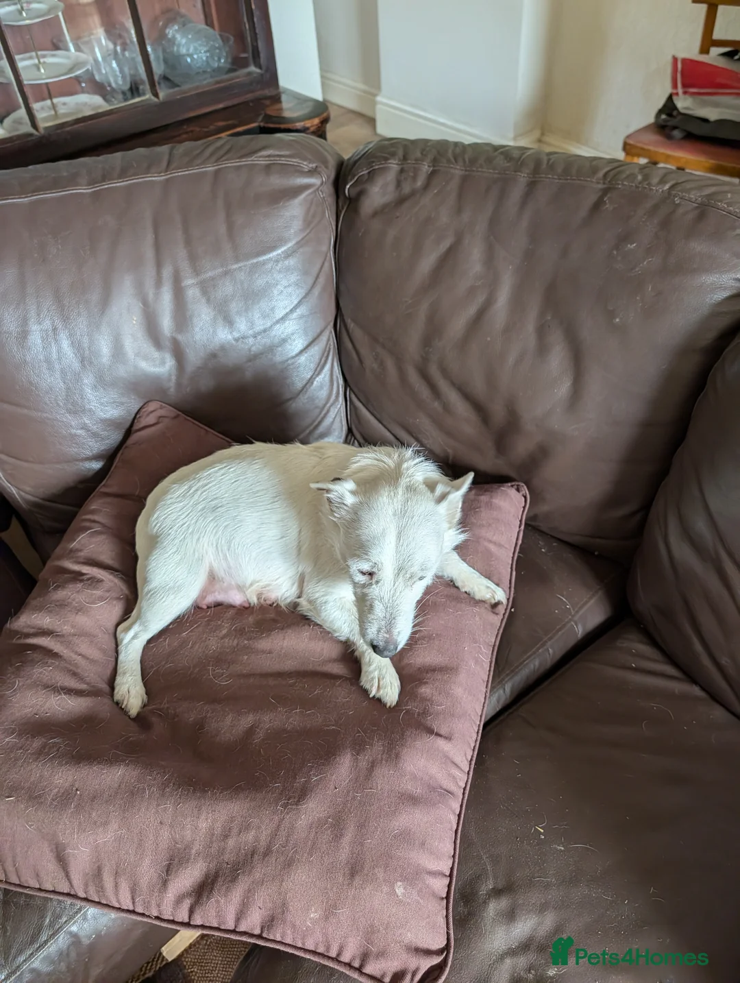 Jack Russell dogs for sale: Jack Russel bitch puppy - Advert 2