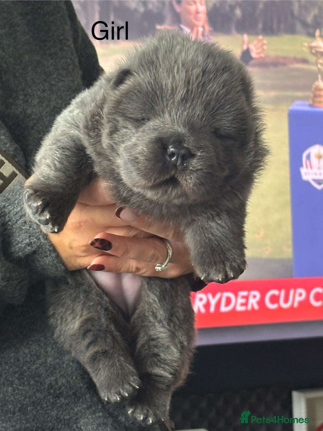 Chow Chow dogs for sale: Beautiful blue chow chow litter 💙 - Image 4