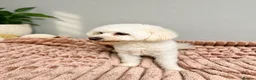 Maltese dogs for sale: Maltese Puppy - Advert 6