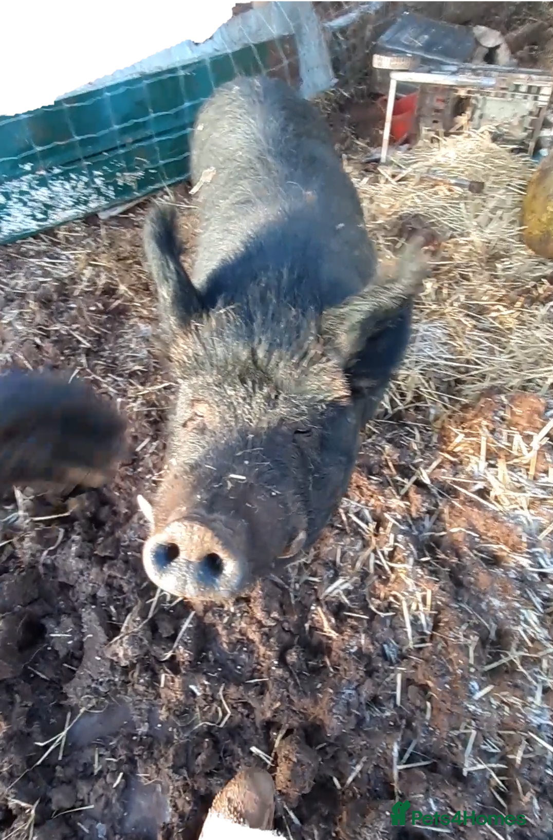 Pig livestock Bambalina, large black pig - Advert 4