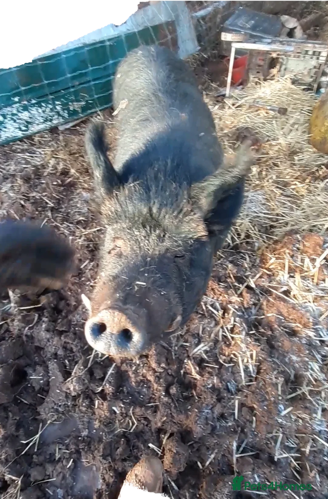 Pig livestock for sale: Bambalina, large black pig - Advert 1