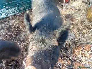 Pig livestock Bambalina, large black pig - Advert 4