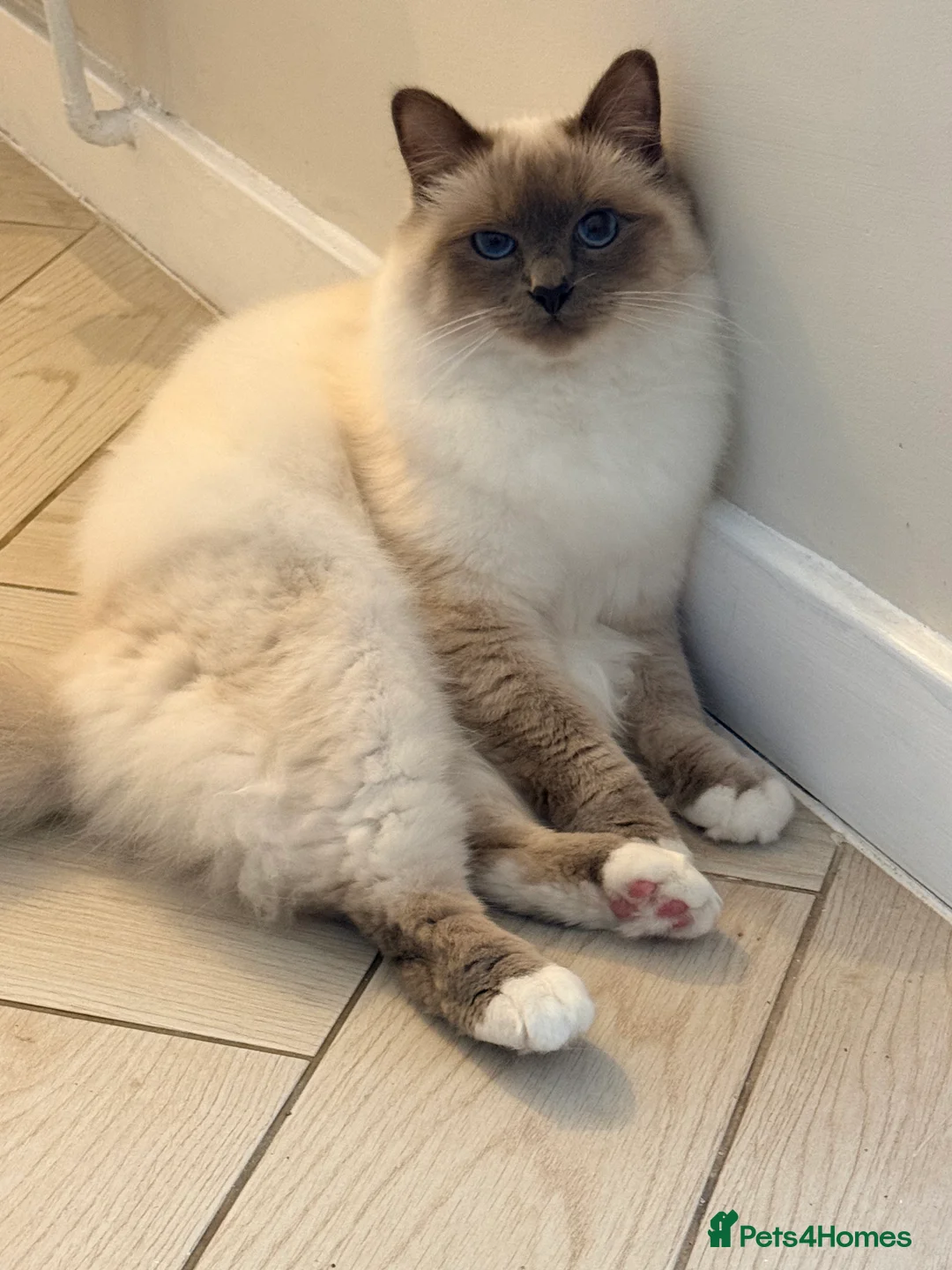 Birman cats for sale: Blue point Birman Cat for Sale  in London - Advert 3