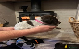 Mixed Breed dogs for sale: German wirehaired pointer x German wirehaired/Lab - Image 21