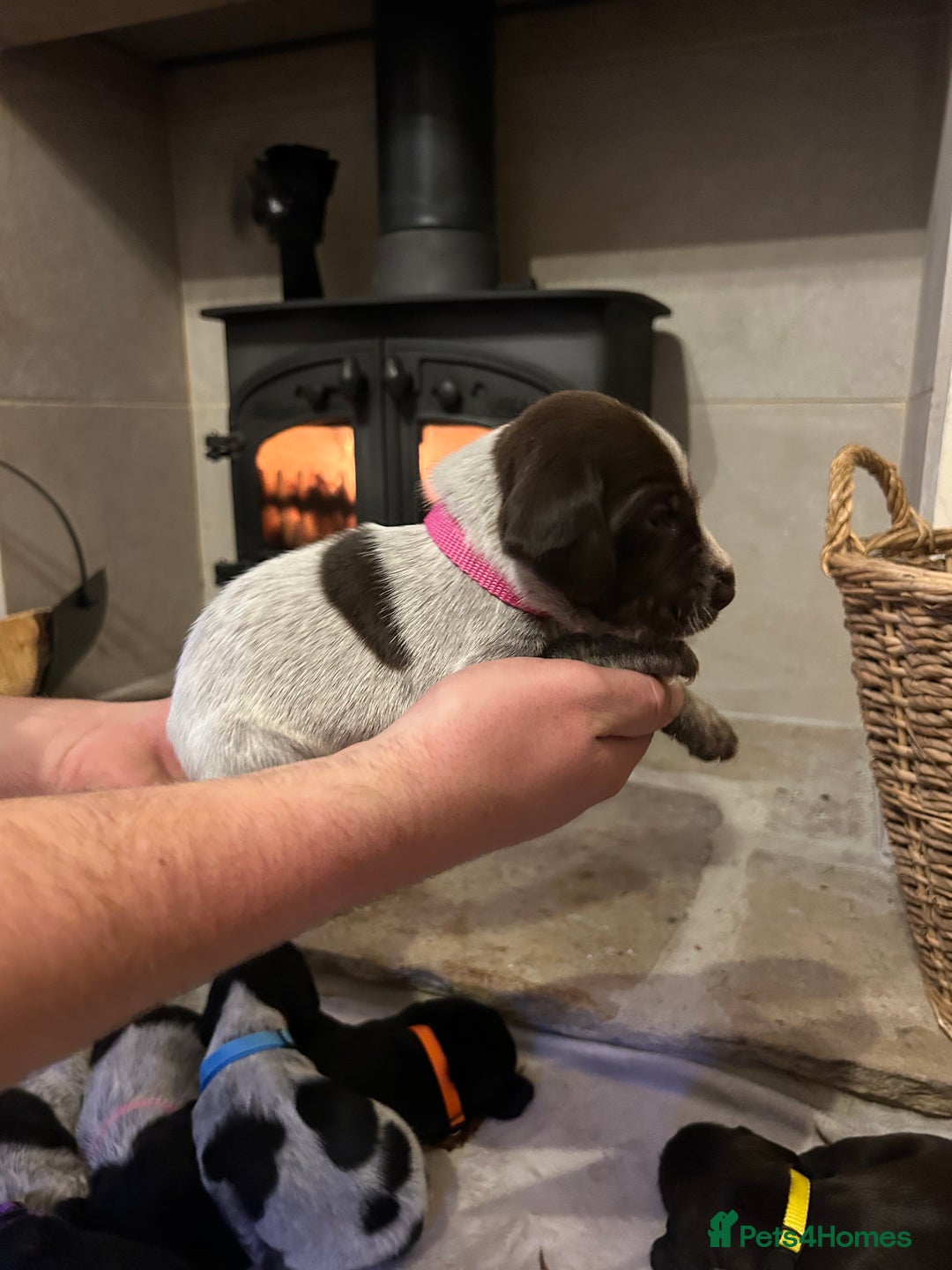 Mixed Breed dogs for sale: German wirehaired pointer x German wirehaired/Lab - Image 21