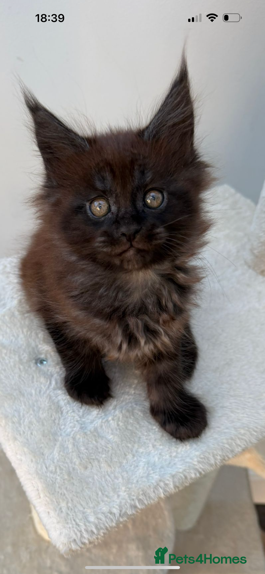 Maine Coon cats for sale: Beautiful boy kittens  - Advert 3