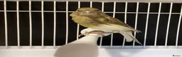 Canaries birds for sale: Domestic/Mosaic canaries available  - Advert 2