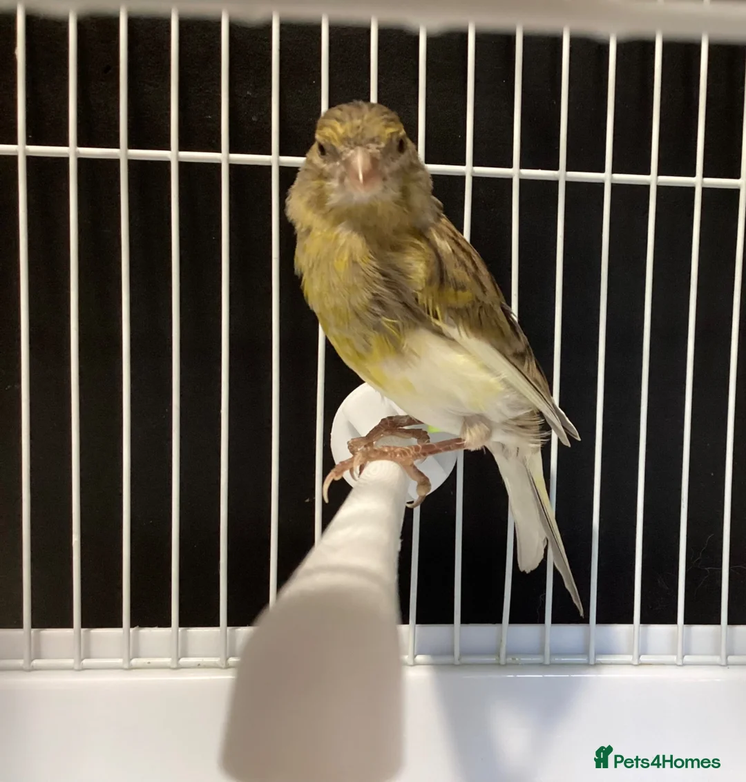 Canaries birds for sale: Domestic/Mosaic canaries available  - Advert 2
