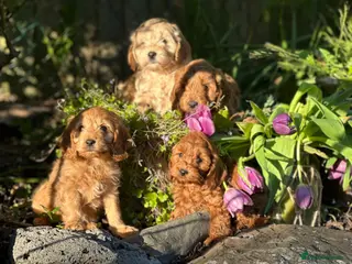 Cockapoo dogs for sale: Health tested beautiful cockapoos ready now - Advert 1