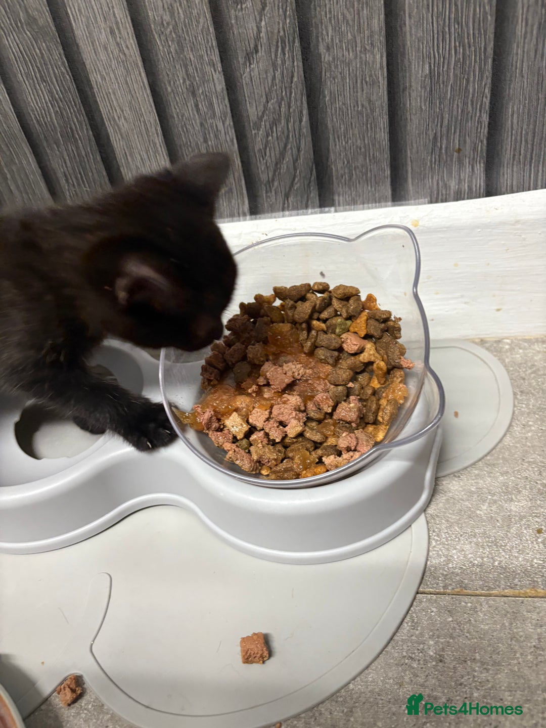 Mixed Breed cats for sale: Kittens for sale  - Image 5