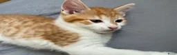 Mixed Breed cats for sale: The cutest Kuma + Chopper + Choso + Sakura  - Advert 9
