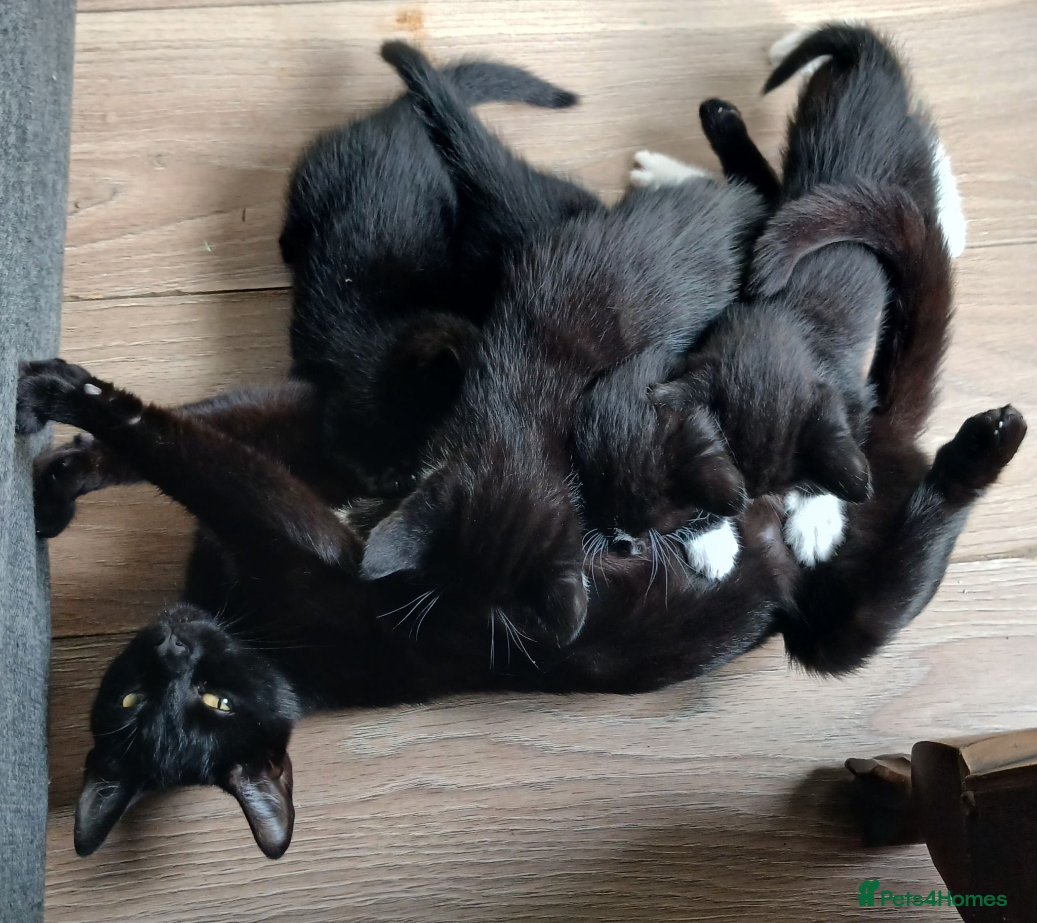 Mixed Breed cats Kittens for sale  - Advert 1