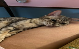 Bengal cats for sale: Gorgeous Silver bengal female cat - Image 2