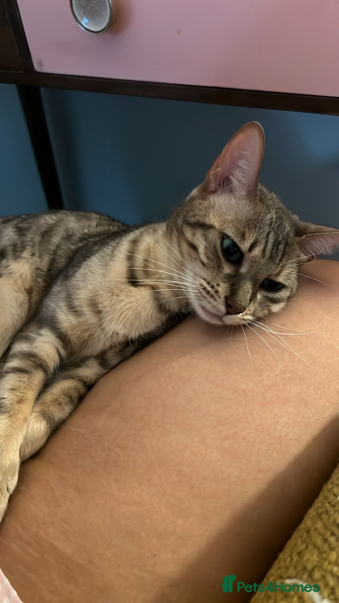 Bengal cats for sale: Gorgeous Silver bengal female cat - Image 2