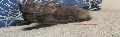Foresttail Visarys