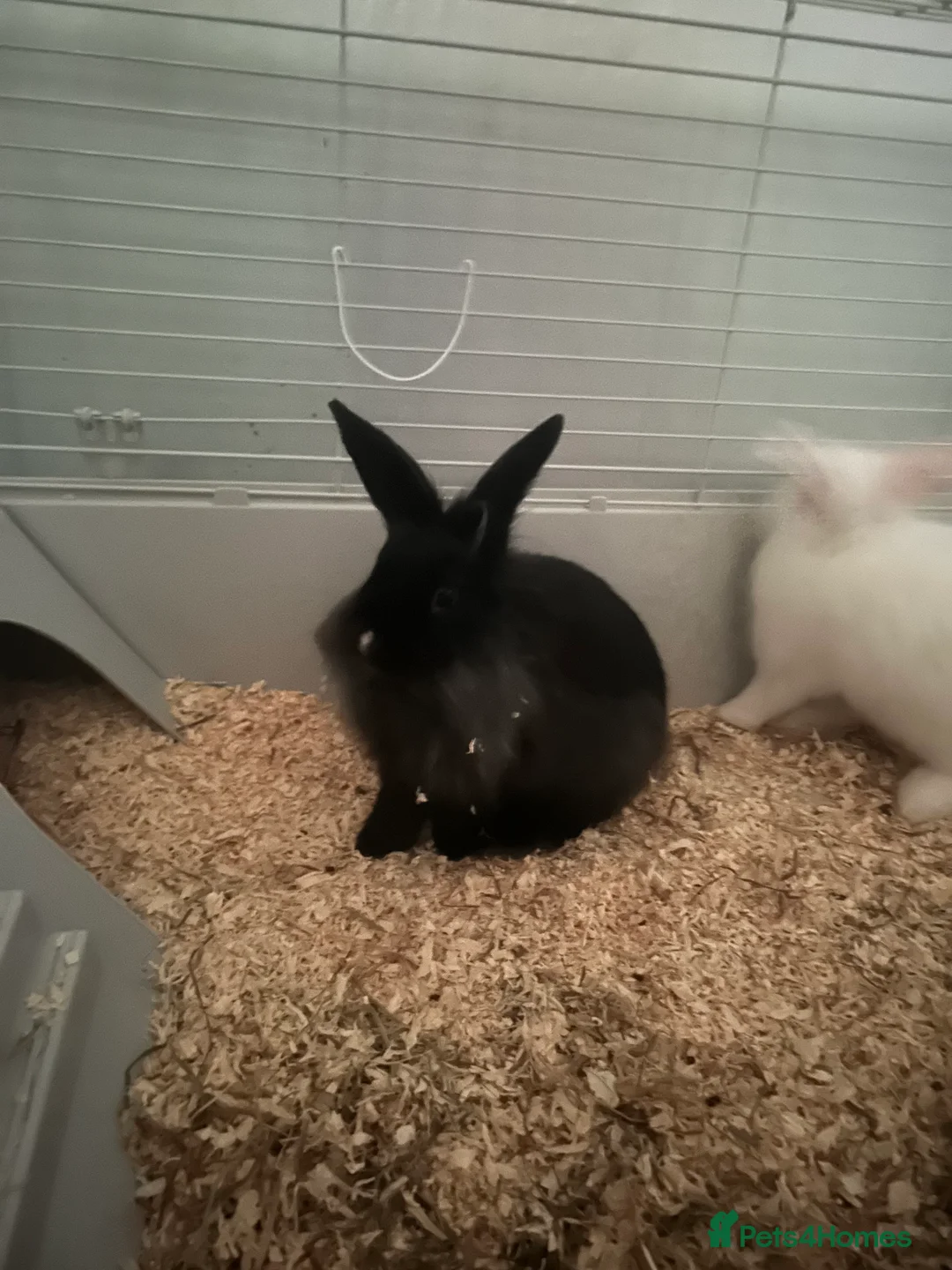 Lionhead rabbits for sale: Prince and midnight  in Willenhall - Advert 2