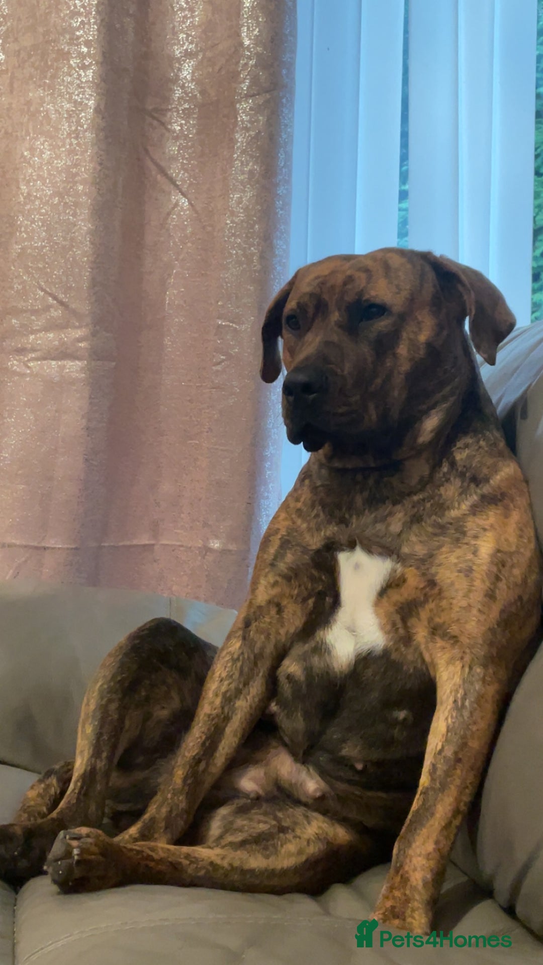 Presa Canario dogs for sale: Pressa canario cross  in Bilston - Image 4