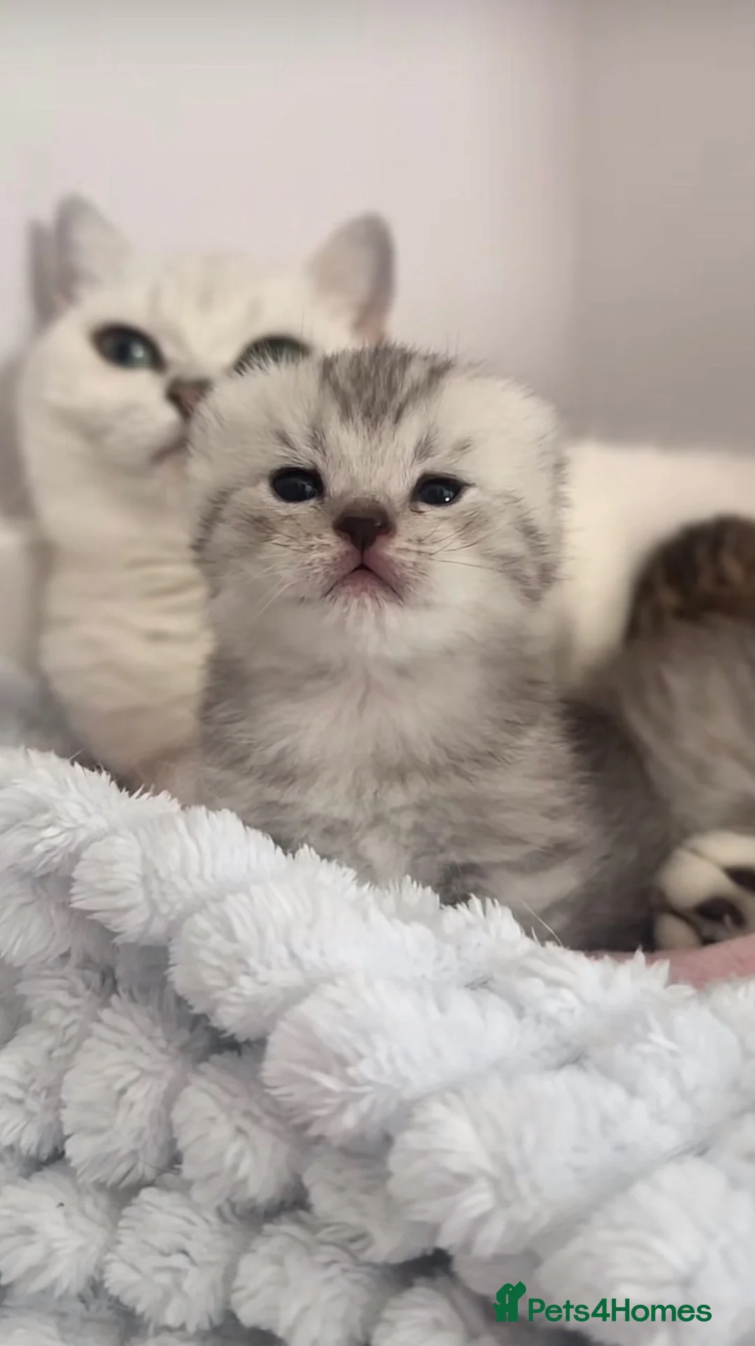 British Shorthair cats for sale: Stunning Classic British shorthair kittens - Advert 9