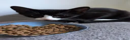 British Shorthair cats for sale: Tuxedo kittens in Great Yarmouth - Advert 1
