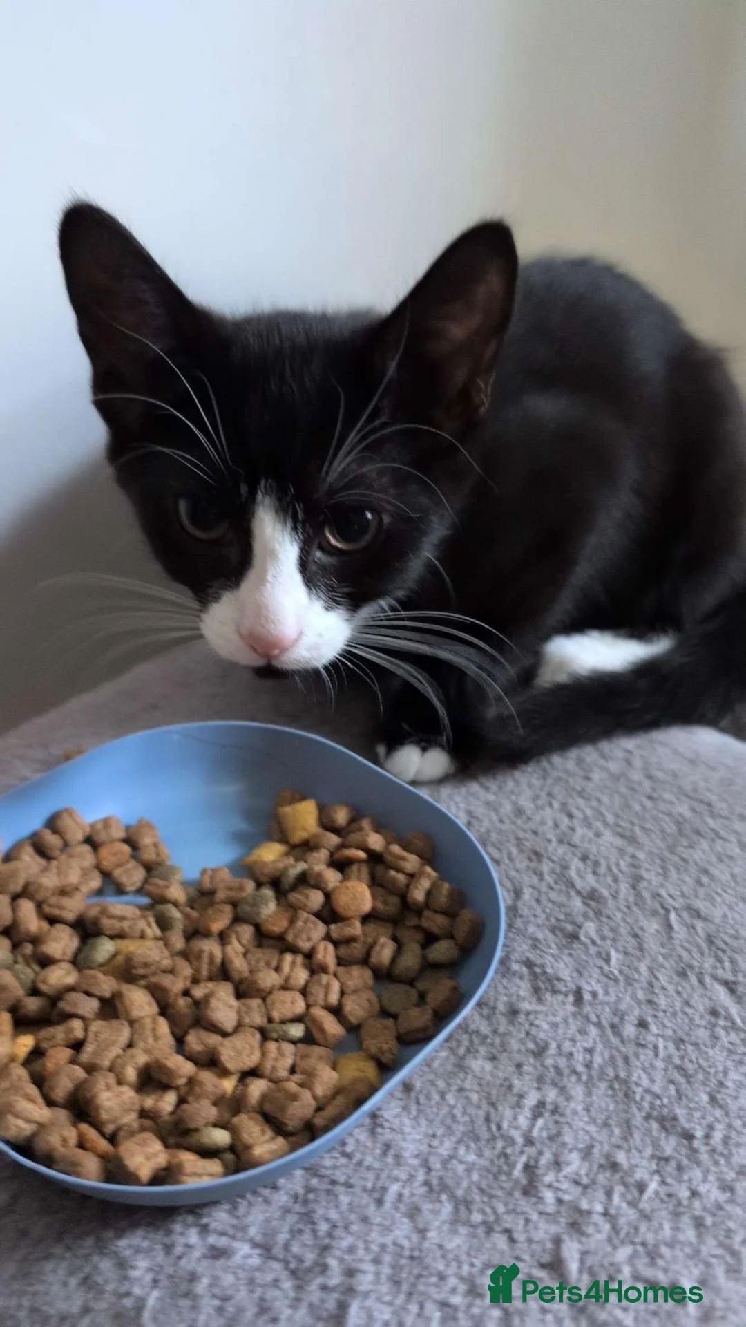 British Shorthair cats for sale: Tuxedo kittens in Great Yarmouth - Advert 1