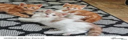 Mixed Breed cats for sale: Beautiful kittens  - Advert 1