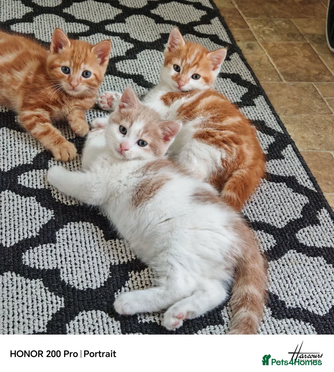 Mixed Breed cats for sale: Beautiful kittens  - Advert 1