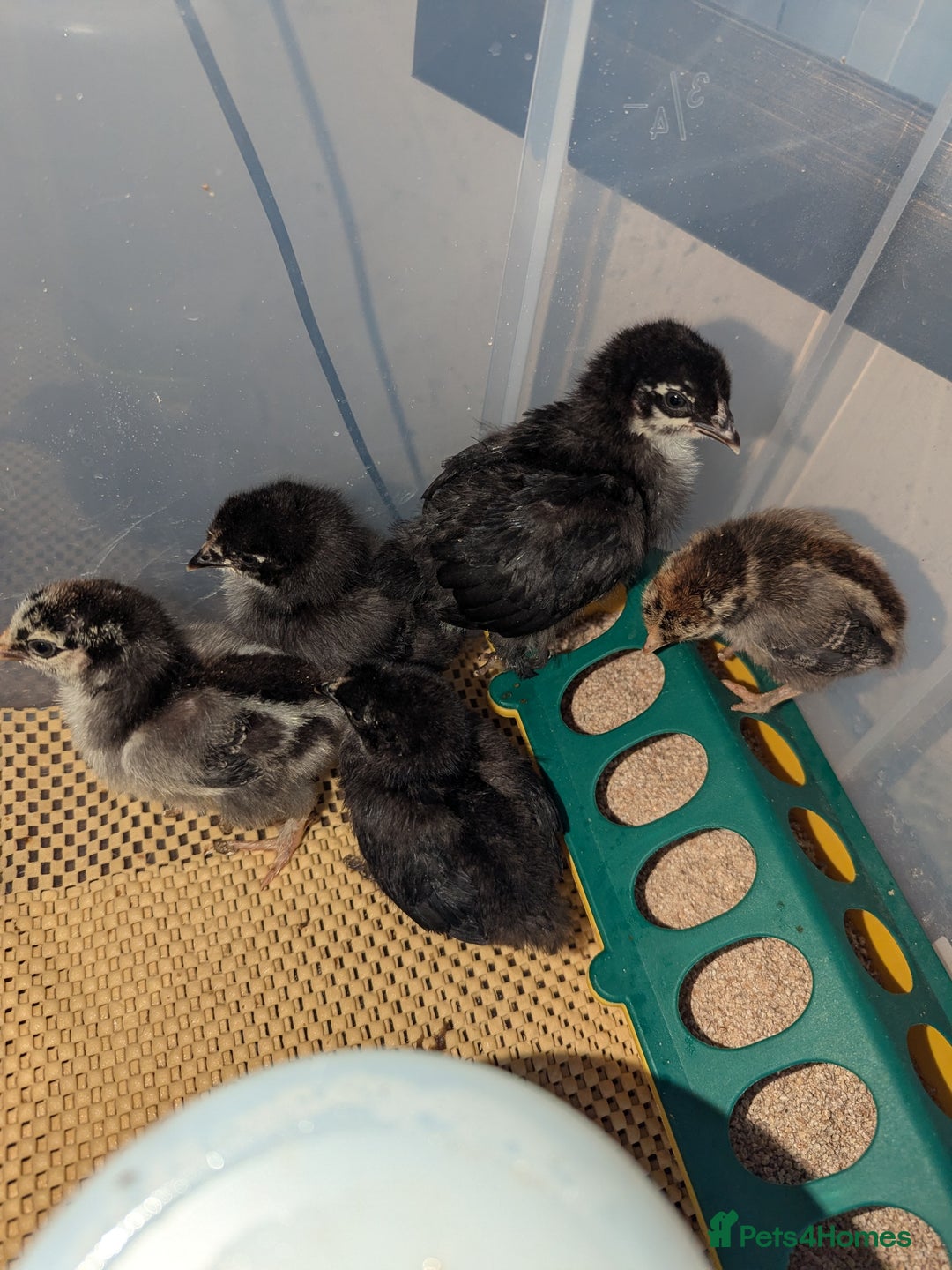 Chickens poultry for sale: Pullets - Image 4