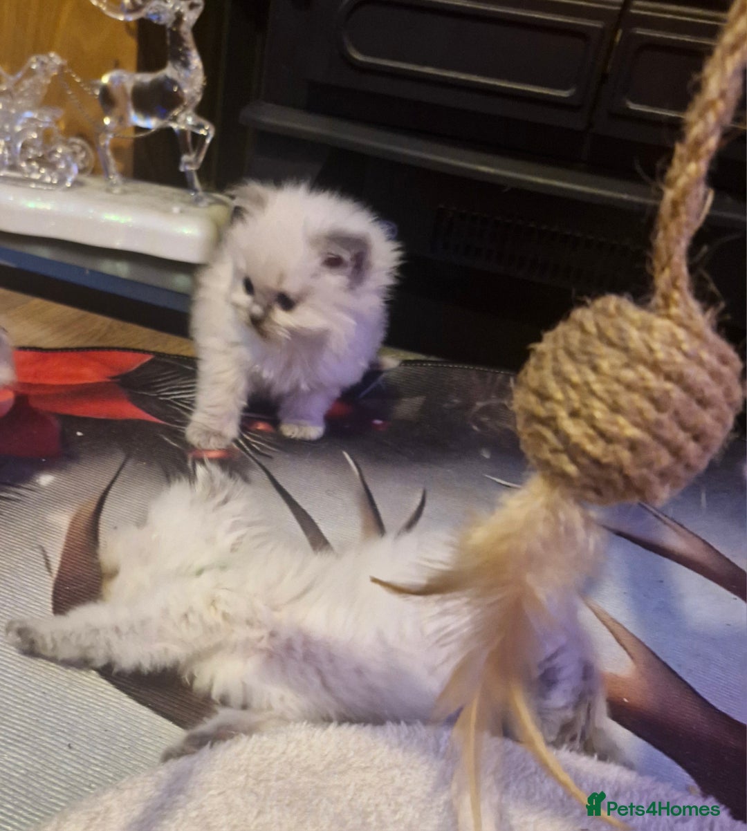 Ragdoll cats for sale: Lovely ragdoll baby's  - Advert 9