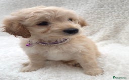 Cockapoo dogs for sale: Stunning cockapoo’s  - Image 7