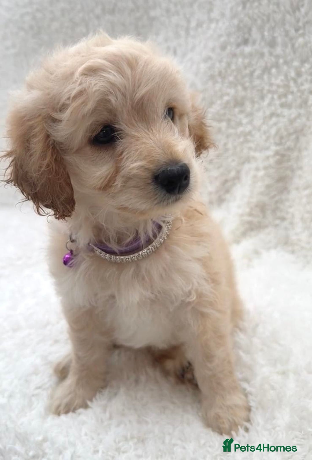 Cockapoo dogs for sale: Stunning cockapoo’s  - Image 7