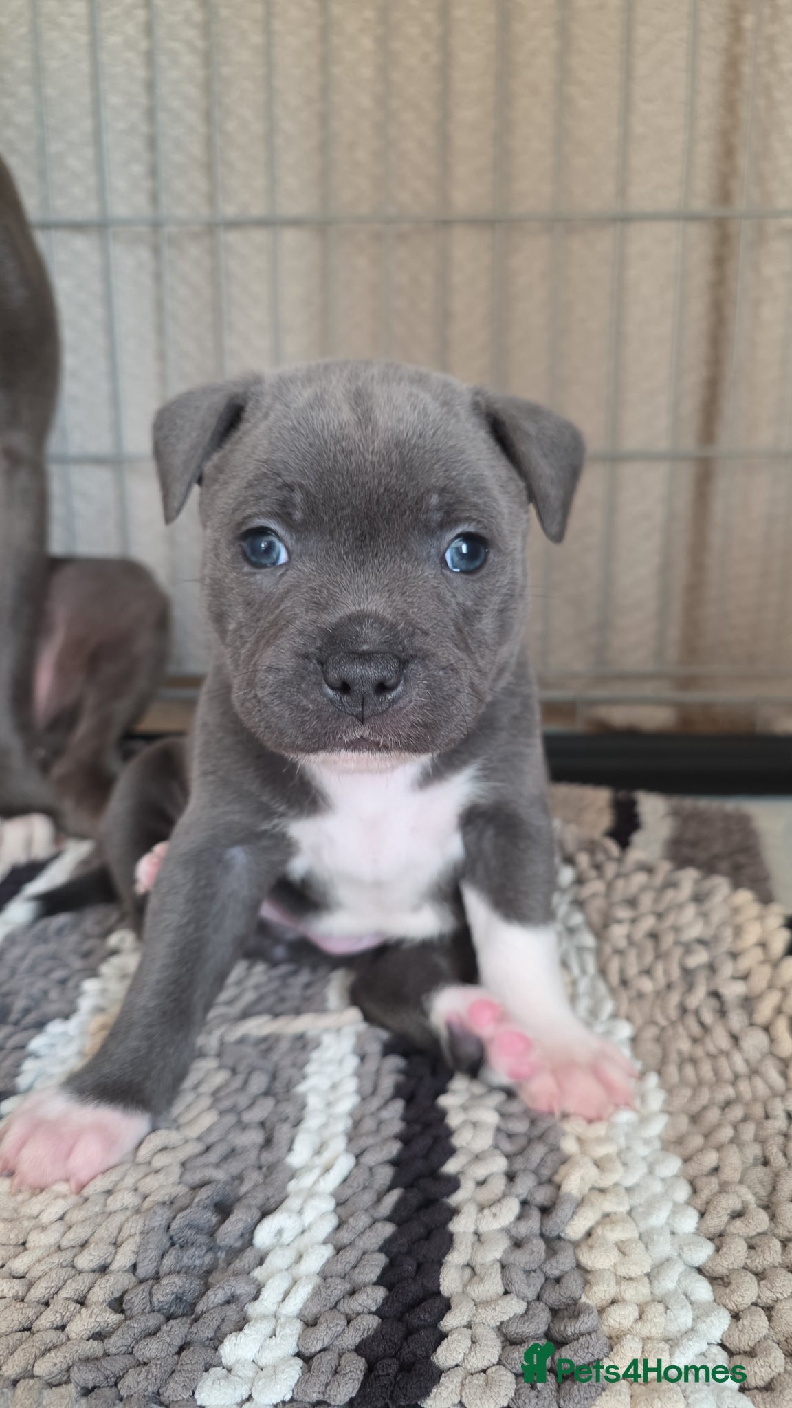 Staffordshire Bull Terrier dogs 5 blue staffies for sale - Advert 1