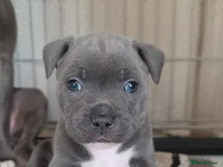 Staffordshire Bull Terrier dogs 5 blue staffies for sale - Advert 1