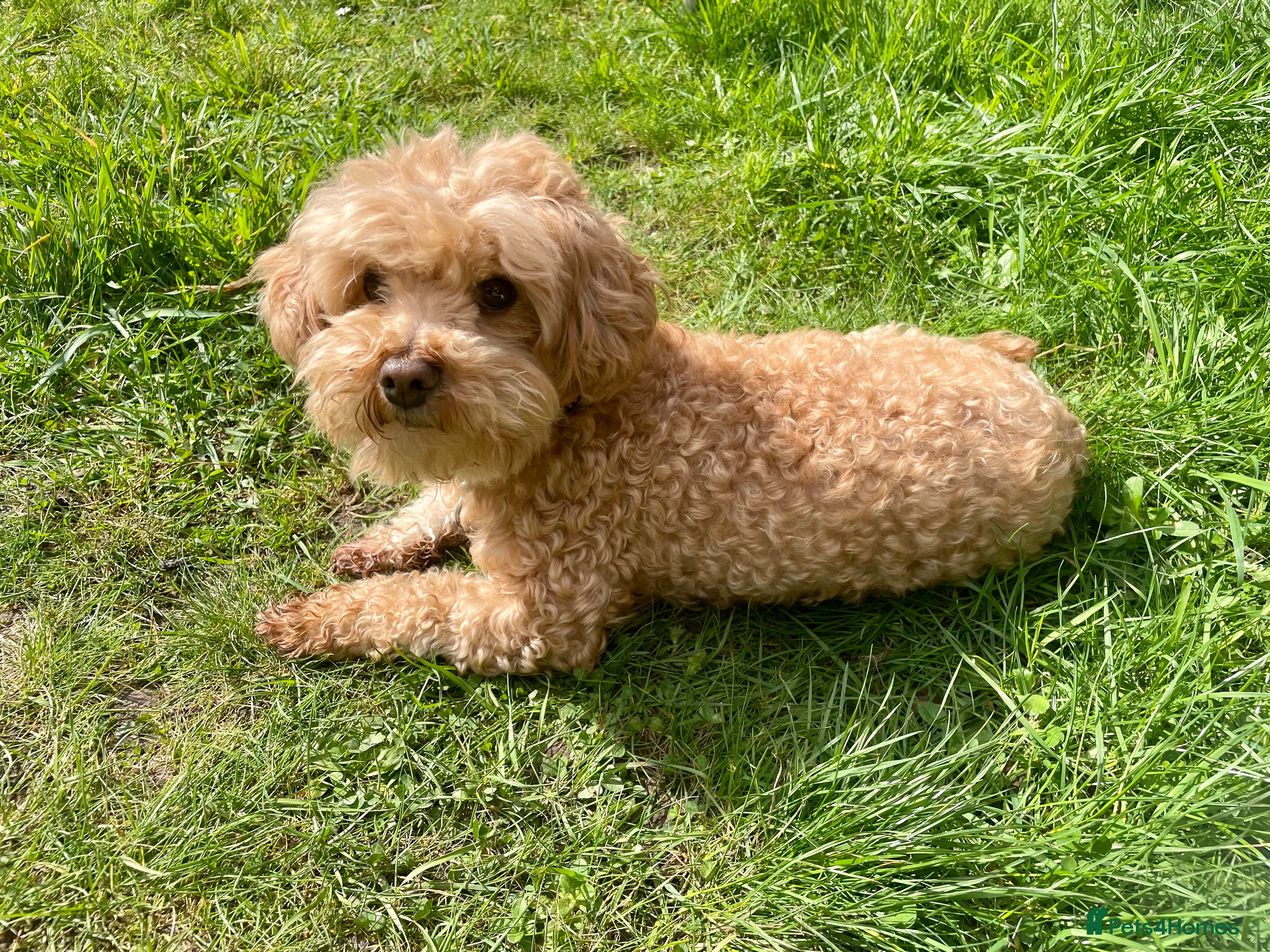 Maltipoo dogs Apricot Maltipoo for Stud in Broadstone - Advert 1