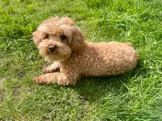 Maltipoo dogs Apricot Maltipoo for Stud in Broadstone - Advert 1