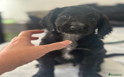 Cocker Spaniel dogs for sale: Cocker Spaniel Puppies perfect example ready now - Image 10
