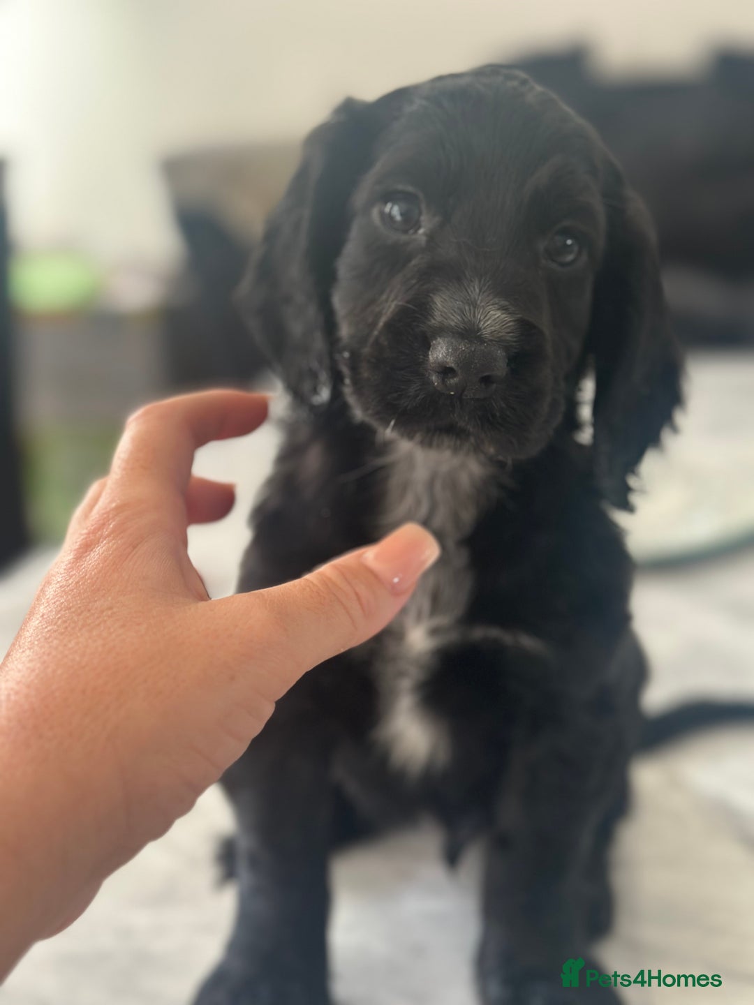 Cocker Spaniel dogs for sale: Cocker Spaniel Puppies perfect example ready now - Image 10