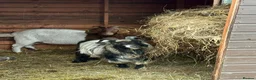 Goats livestock for sale: Friendly Pygmy Billy Goat Seeking 5-Star Home  - Advert 1