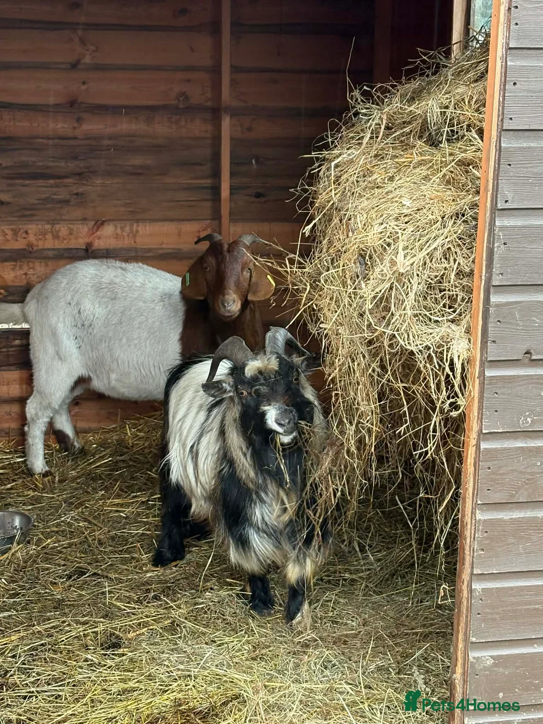 Goats livestock for sale: Friendly Pygmy Billy Goat Seeking 5-Star Home  - Advert 1